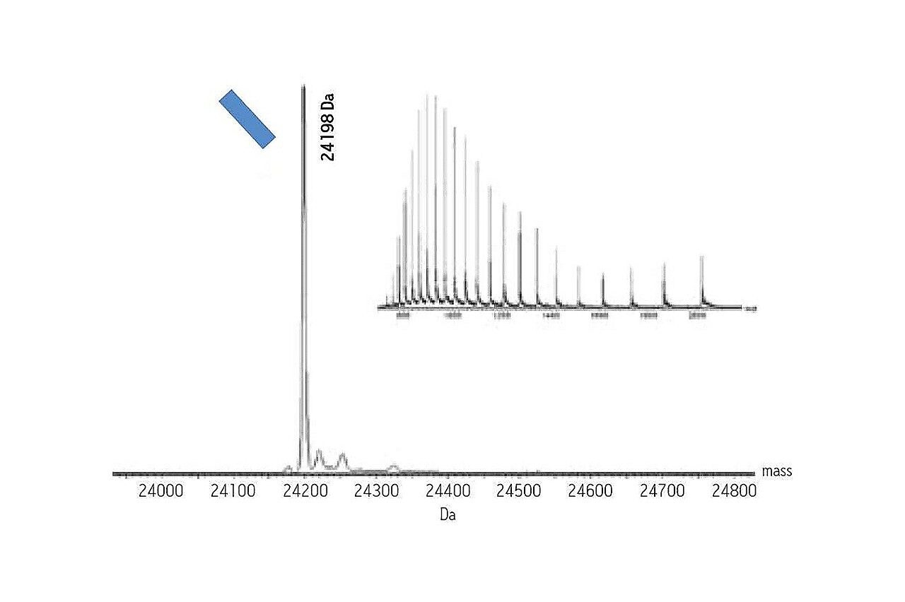 インタクトmAb質量チェック標準 | LC-MSキャリブレーション標準 | Waters